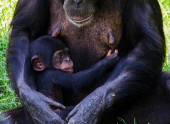 Apoka Safari Lodge Kidepo