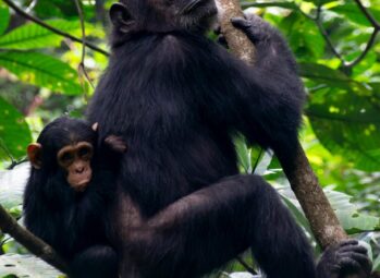 pexels-david-paul-2150063702-30929410-scaled-e1753972237210 Uganda Safaris for Elderly Travelers: The Complete Guide for Seniors