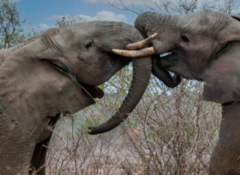pexels-frans-van-heerden-201846-19813245-scaled Authentic Community-Based Tourism in Uganda: A Meaningful Travel Experience 2026!