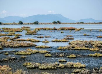 20Astonishing Facts About Mountain Gorilla Conservation in Uganda