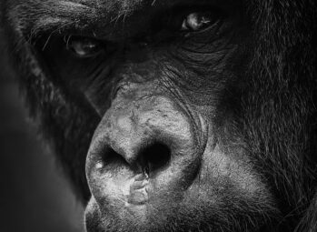 Best Time to Visit Rwanda to See Gorillas in (2026)