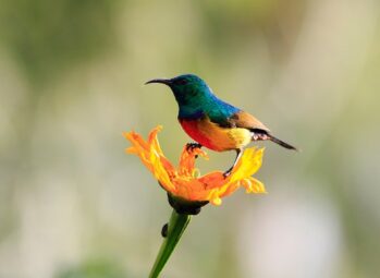 birding in bwindi