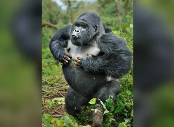 silverback-gorilla-strength-featured Silverback gorilla strength: a mountain gorilla beating his chest