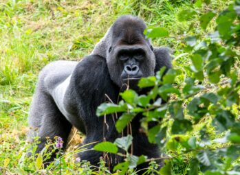 Uganda Tour Packages: Best 10 Wildlife Safaris, Adventure Trips & Scenic Getaways