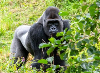 7 Day Uganda Gorilla & Chimpanzee Safari: Exciting Bwindi, Kibale & Queen Elizabeth.