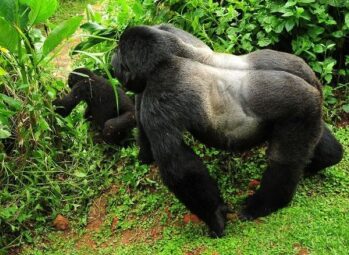 Lake Victoria – The World’s Most Majestic Freshwater Lake