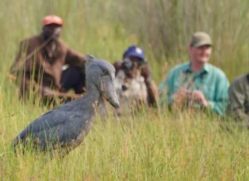 Shoebill in the grass with birdwatchers behind, one of the top tourist attractions in Uganda