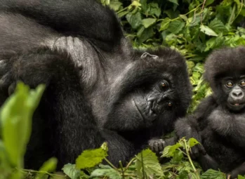 Private Mountain Gorilla Permits in Uganda: Best Guide for Cost, Access and Booking