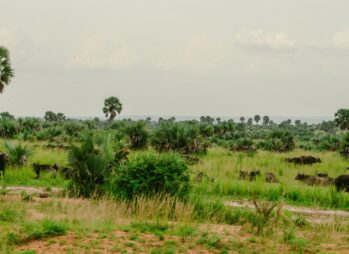 uganda wildlife Uganda Wildlife Safaris