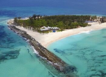 Diet For Gorillas | What Do Gorillas Eat?