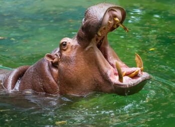 Where to See Hippos in Uganda | Tulambule Where to see hippos in Uganda: a hippo yawning in the water showing its tusks