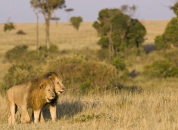 Visa to Visit Tanzania: Your Ultimate Guide to a Seamless Adventure (2026)