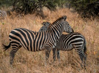 zebras kidepo Visit East Africa: An Inspiring Note from Our C.E.O-2026 Edition