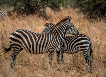 zebras kidepo Lake Mburo and Bwindi gorilla safari